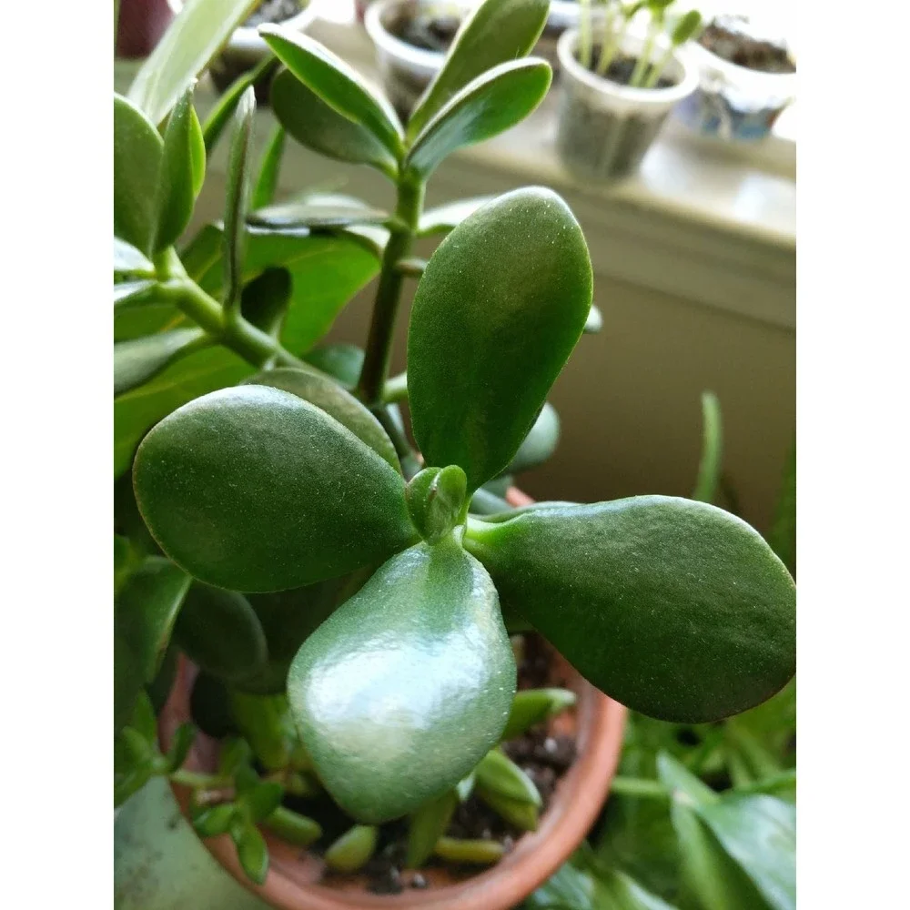 Succulent jade plant cuttings easy to gr